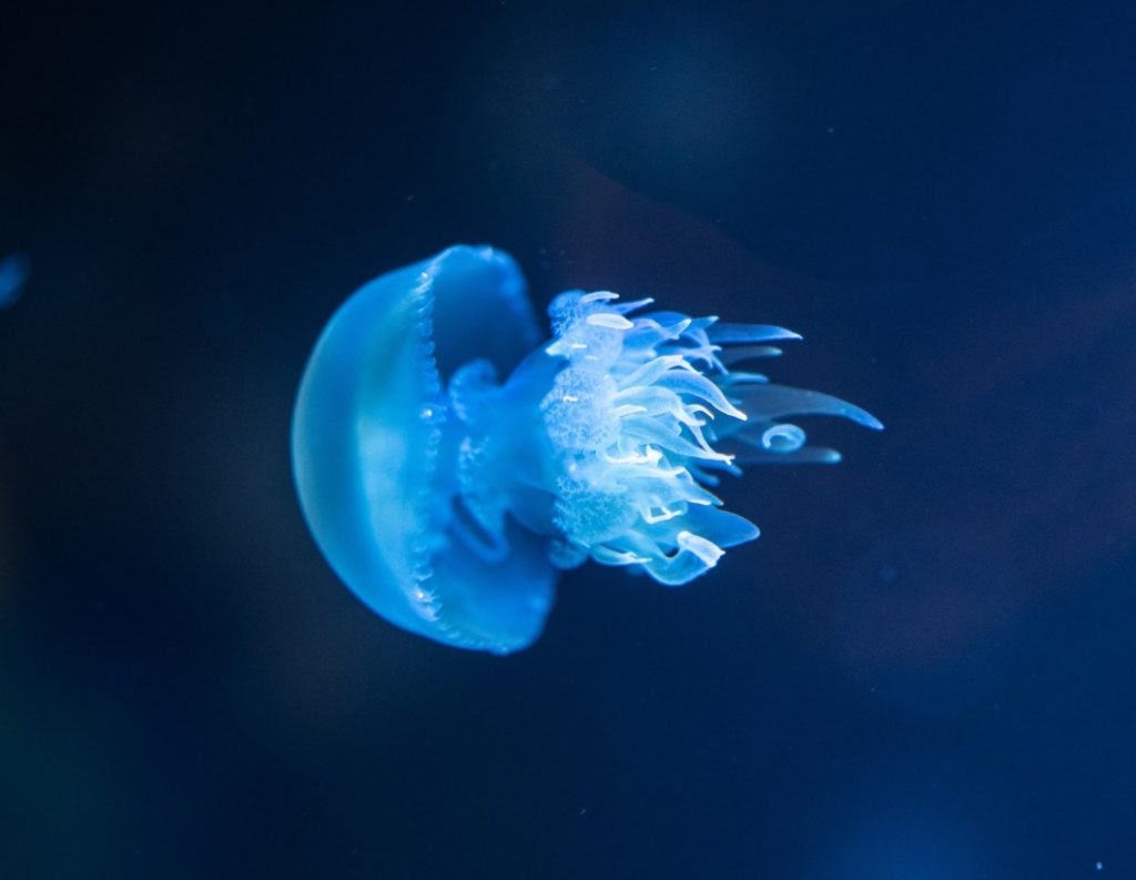 jellyfish sting beach safety