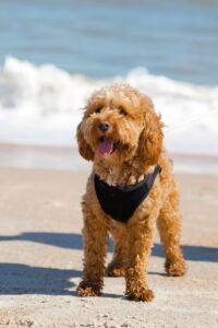 little puppy on Holden Beach, standing in the sand in front of the ocean
